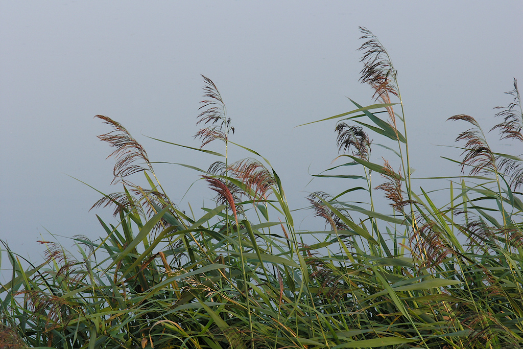 Riet, Phragmites australis