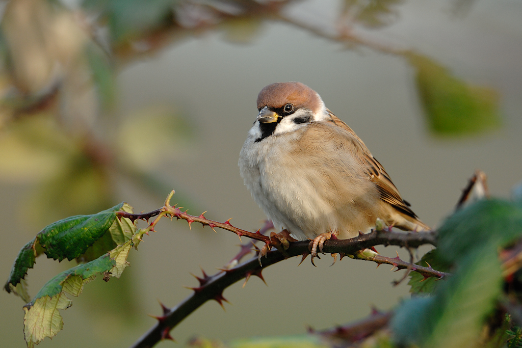 Ringmus, Passer montanus