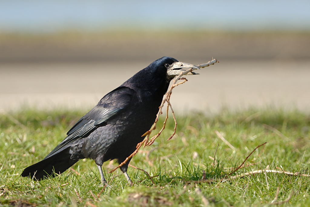 Roek, Corvus frugilegus