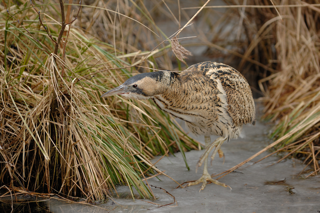 Roerdomp, Botaurus stellaris