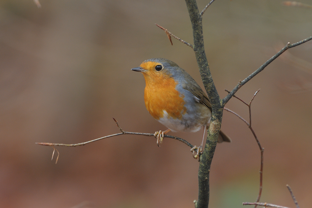 Roodborst, Erithacus rubecula