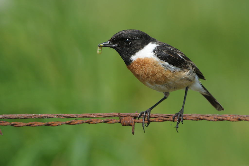 Roodborsttapuit, Saxicola rubicola
