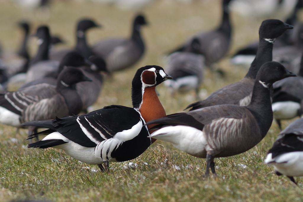 Roodhalsgans, Branta ruficollis