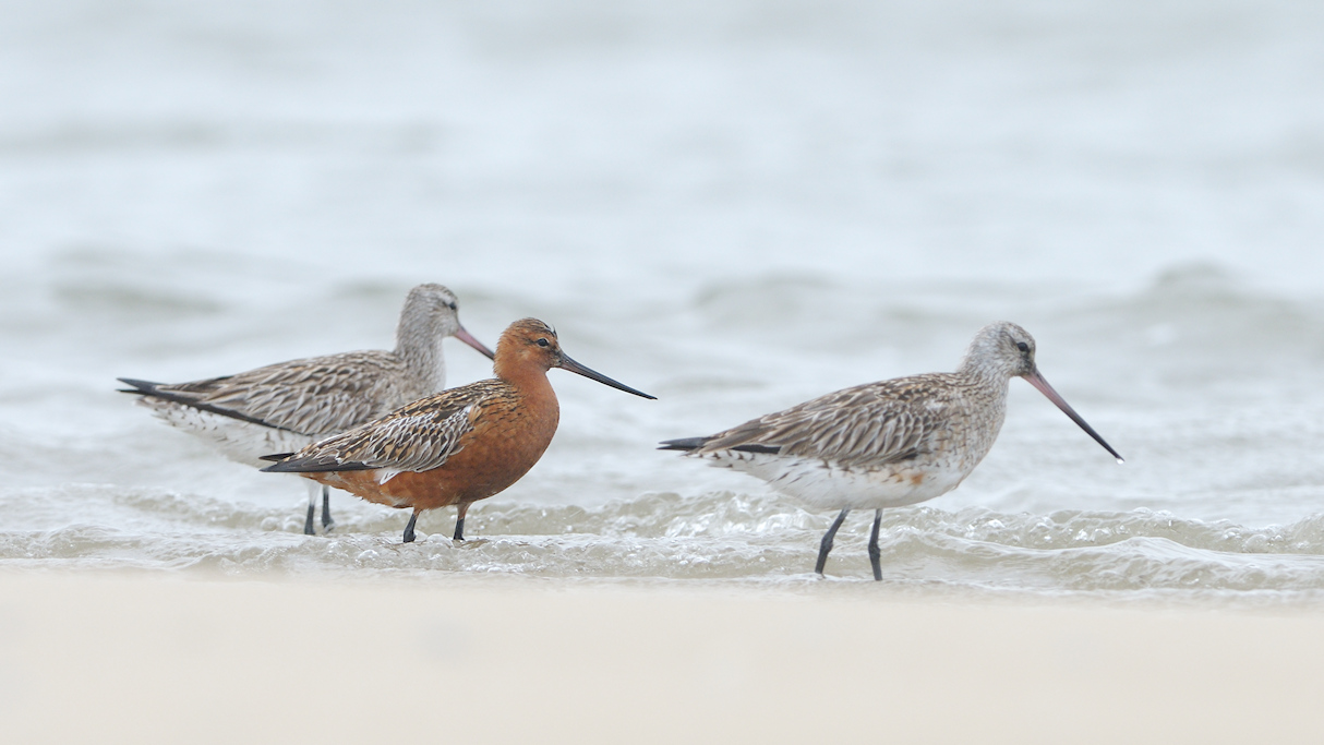 Drie Rosse grutto's, Limosa lapponica