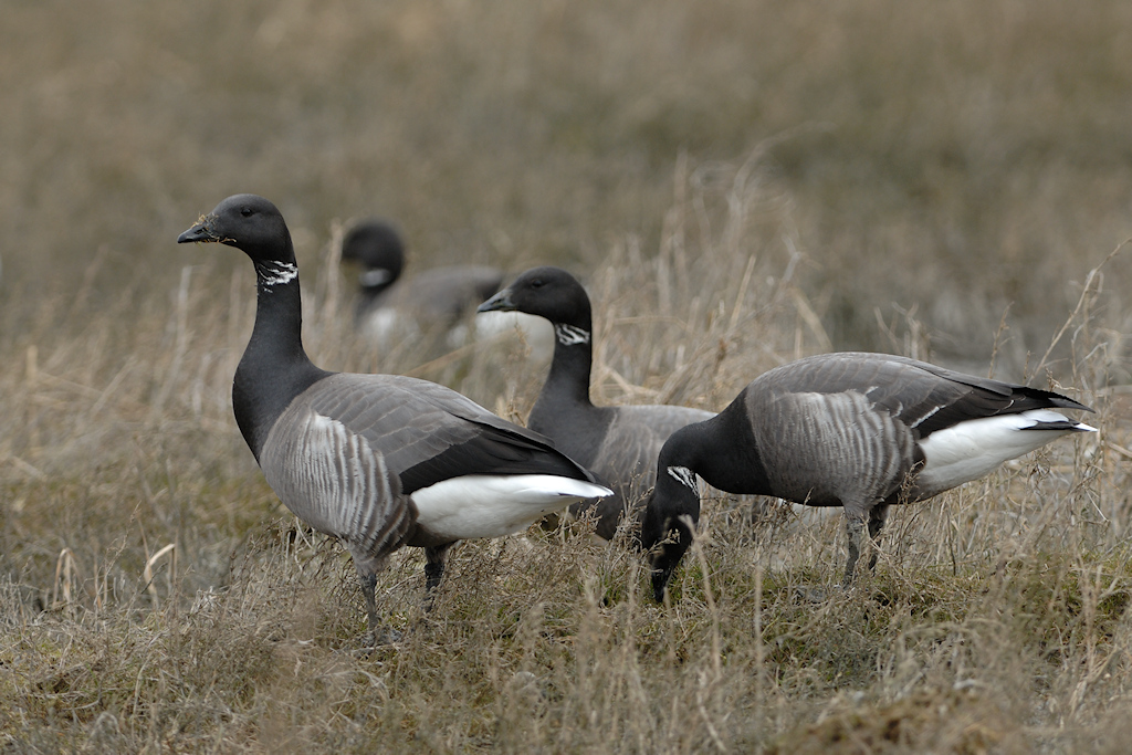 Rotgans, Branta bernicla