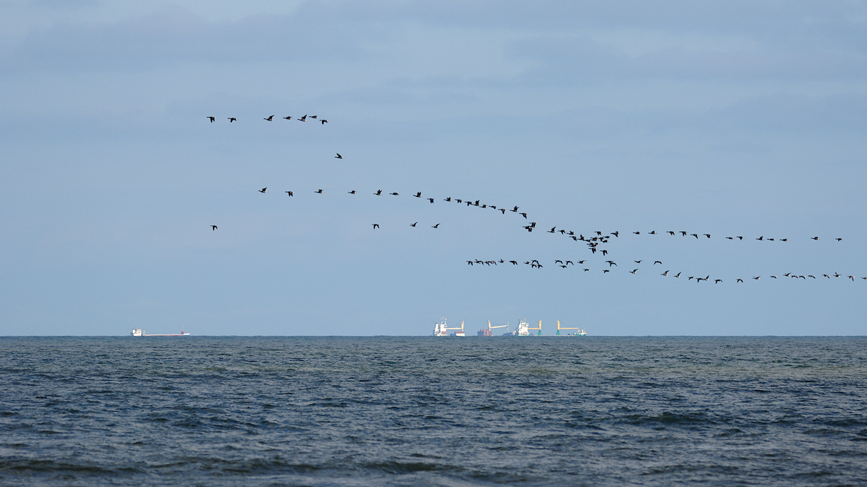 Rotganzen op trek boven de Noordzee
