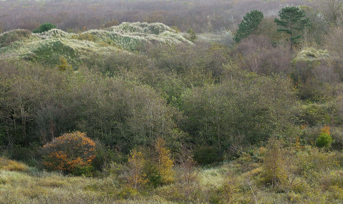 Schiermonnikoog, duingebied rond Vredenhof