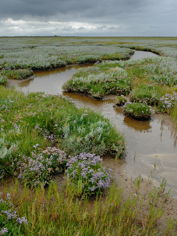 Schiermonnikoog - Lamsoor, Zeealsem en Zeekraal