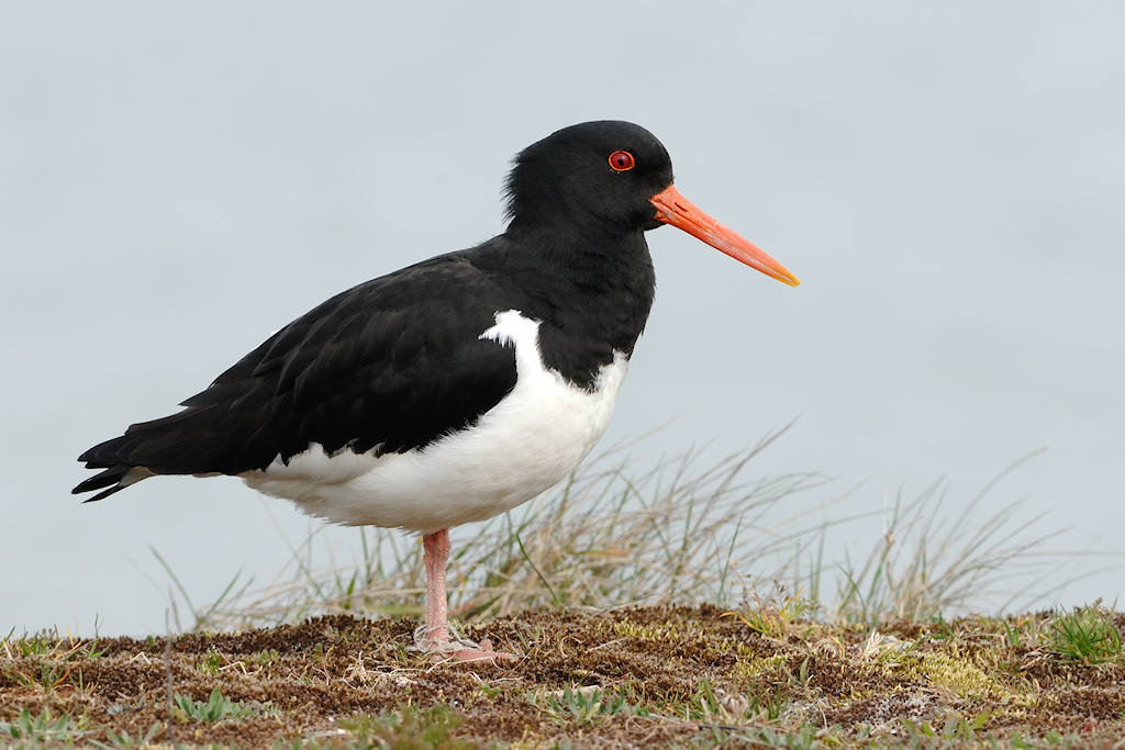 Scholekster, Haematopus ostralegus