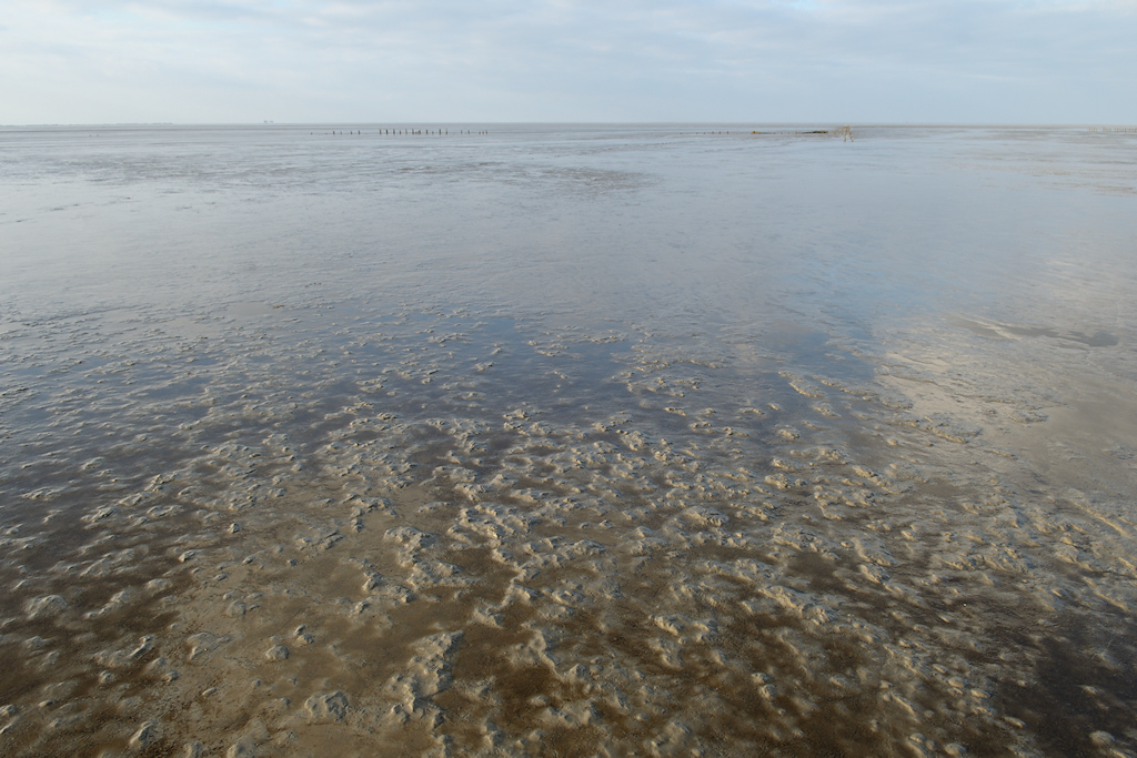 Vers slik met Kiezelwieren