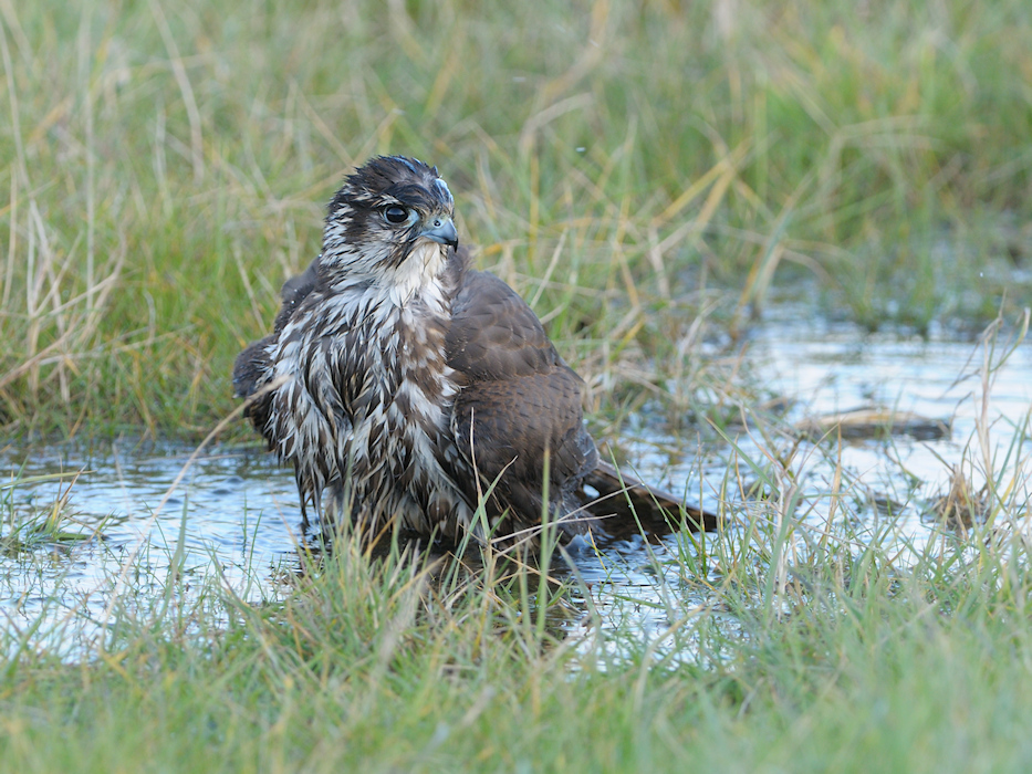 Smelleken, Falco columbarius