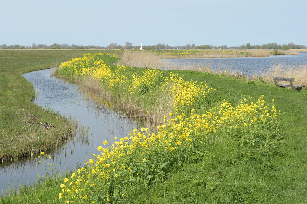 Bloeiende dijk op de Kop van de Blokslootpolder