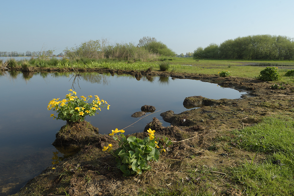 Boezemland aan het Sneekermeer