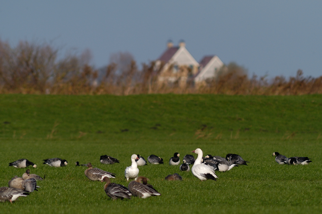 Sneeuwgans, Anser caerulescens