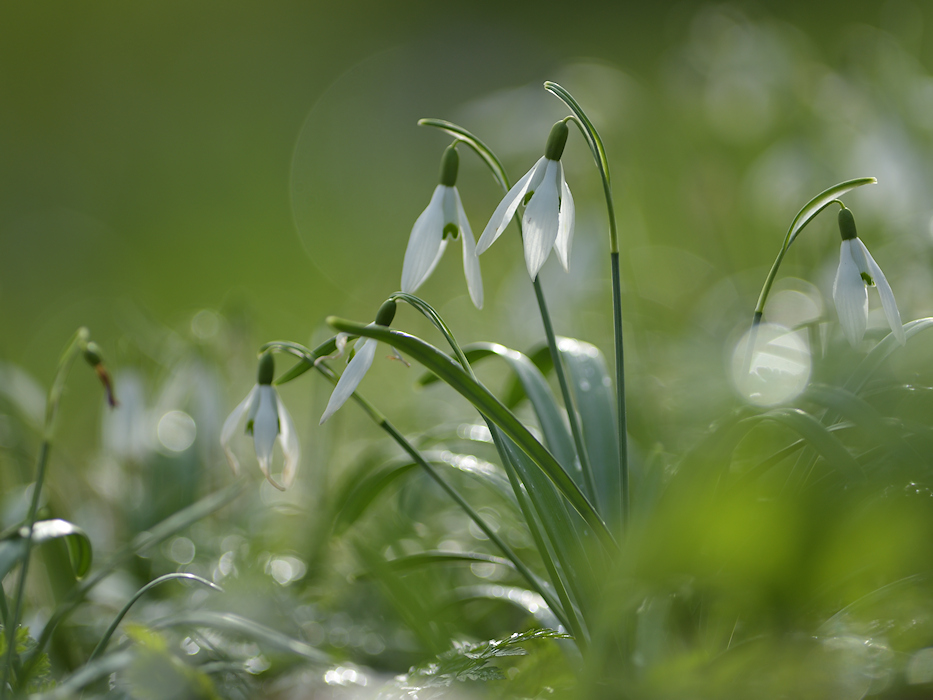 Gewoon Sneeuwklokje, Galanthus nivalis