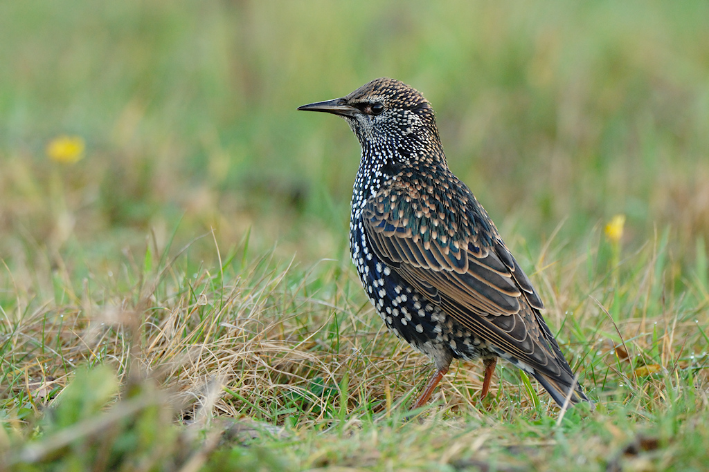 Spreeuw, Sturnus vulgaris