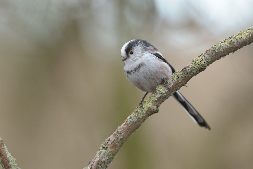 Staartmees, Aegithalos caudatus