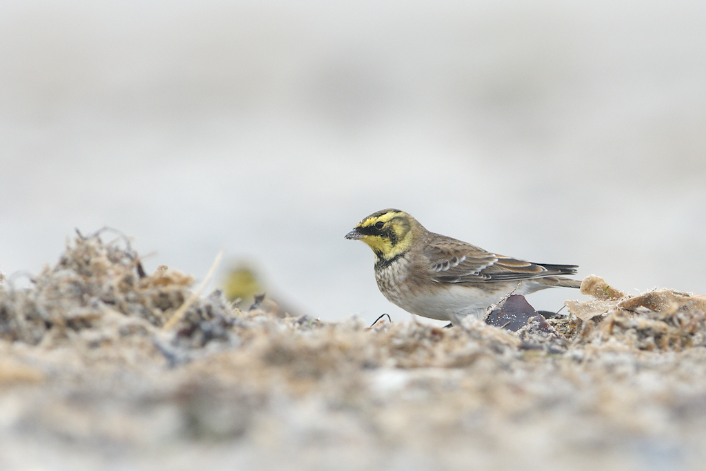 Strandleeuwerik, Eremophila alpestris
