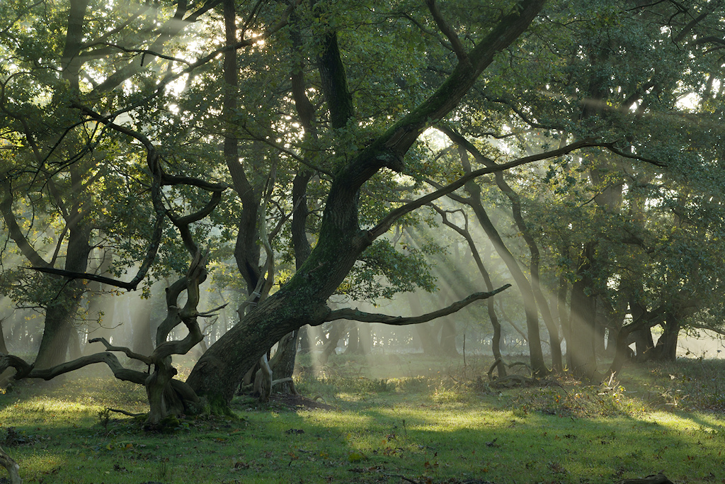 de Strubben-Kniphorstbosch