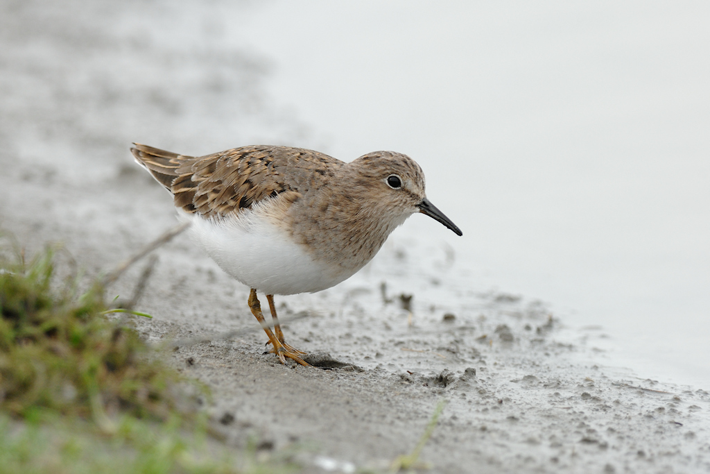 Temminck strandloper, Calidris temminckii