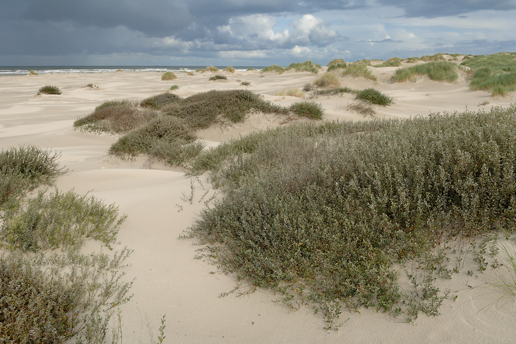 Terschelling, verstuiving in de zeereep