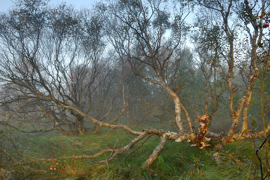 Terschelling, Berkenvallei