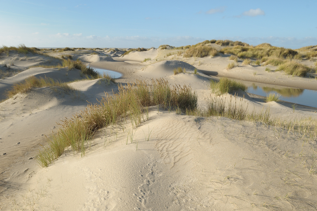 Texel, de Horsduintjes