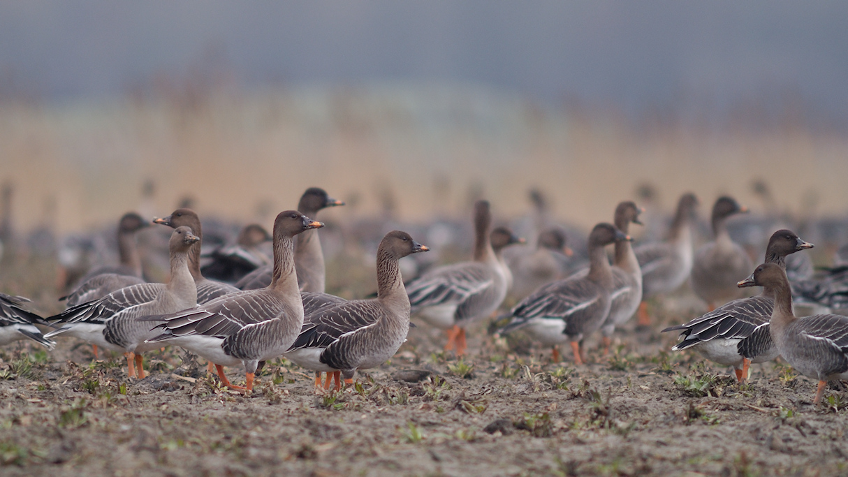 Toendrarietgans, Anser serrirostris