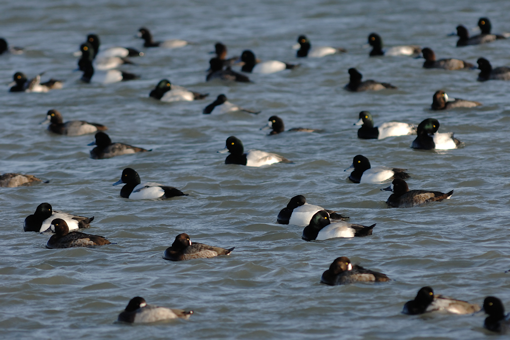 Rustende groep Toppers op het IJsselmeer