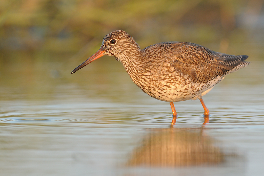 Tureluur, Tringa totanus