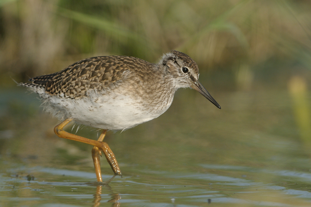 Tureluur, Tringa totanus - juveniel