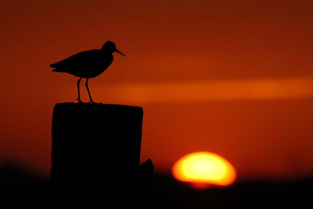 Tureluur op een paal voor de ondergaande Zon