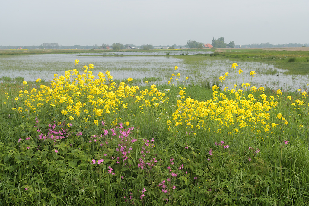 Bloemen en plas-dras in de Dulf