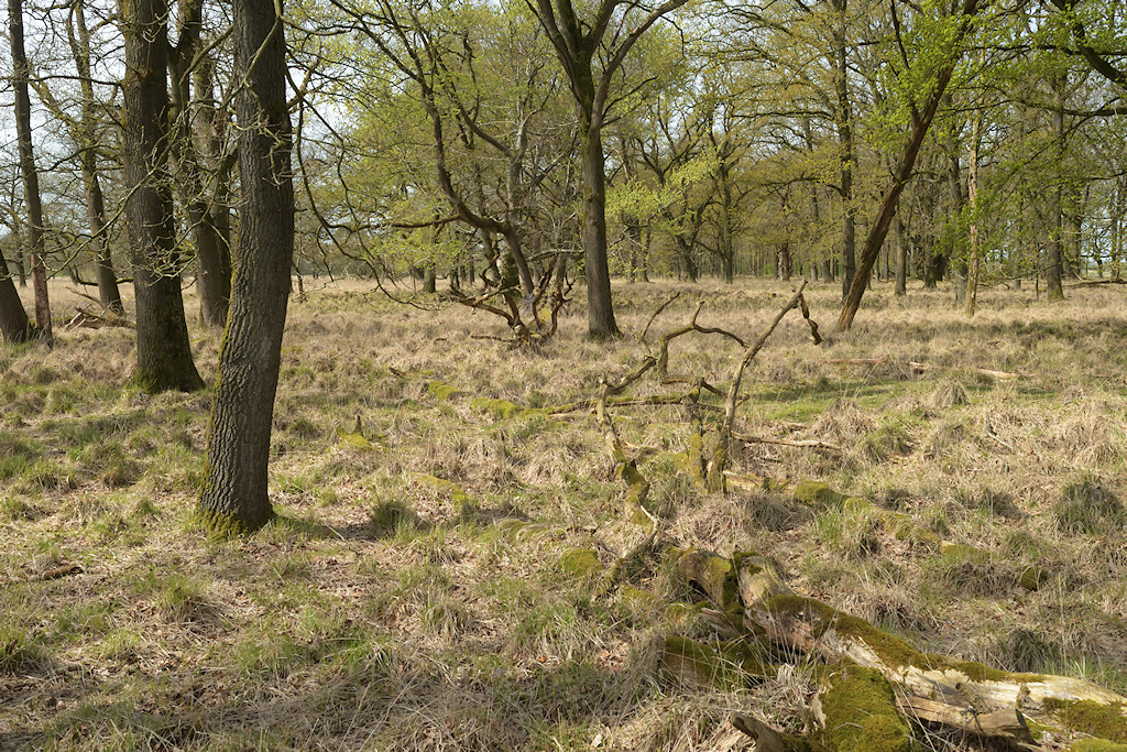 Heide en Bos van het Terwispeler Grootschar