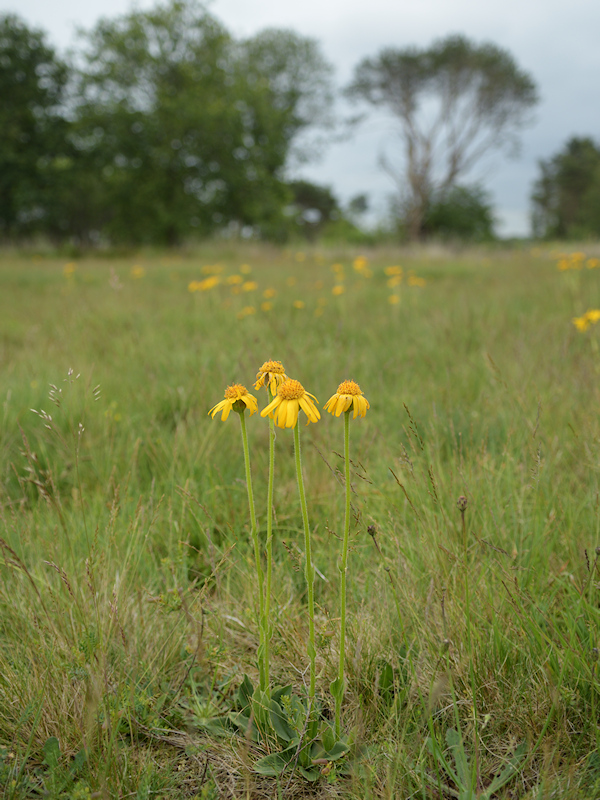 Valkruid, Arnica montana