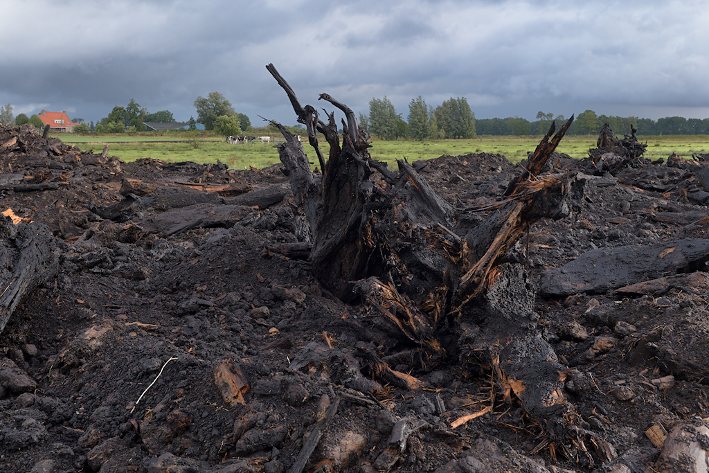 Restanten van een 6000 jaar oud bos in de oeverzone van de Wide M�ntsegroppe bij Oudega