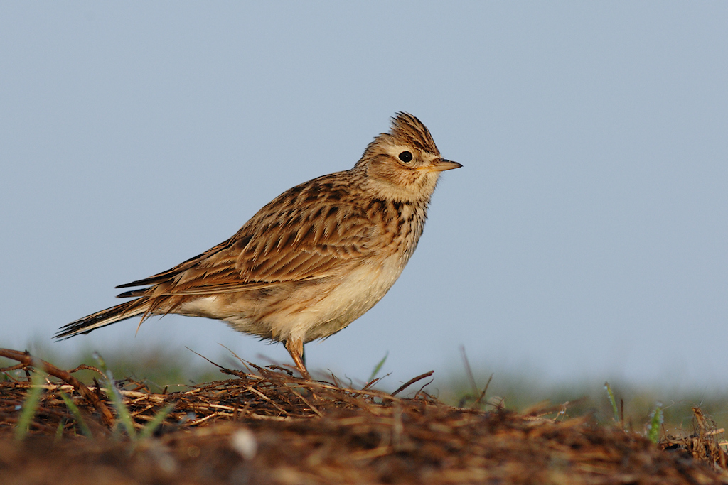 Veldleeuwerik, Alauda arvensis