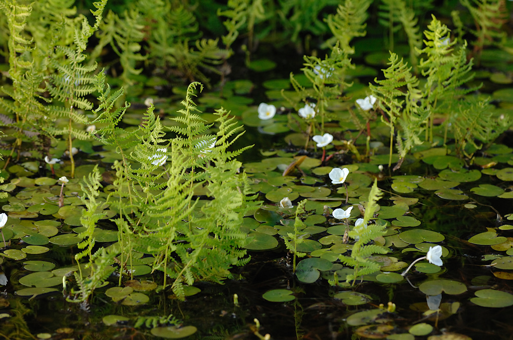 Verlanding met Moerasvaren en Kikkerbeet