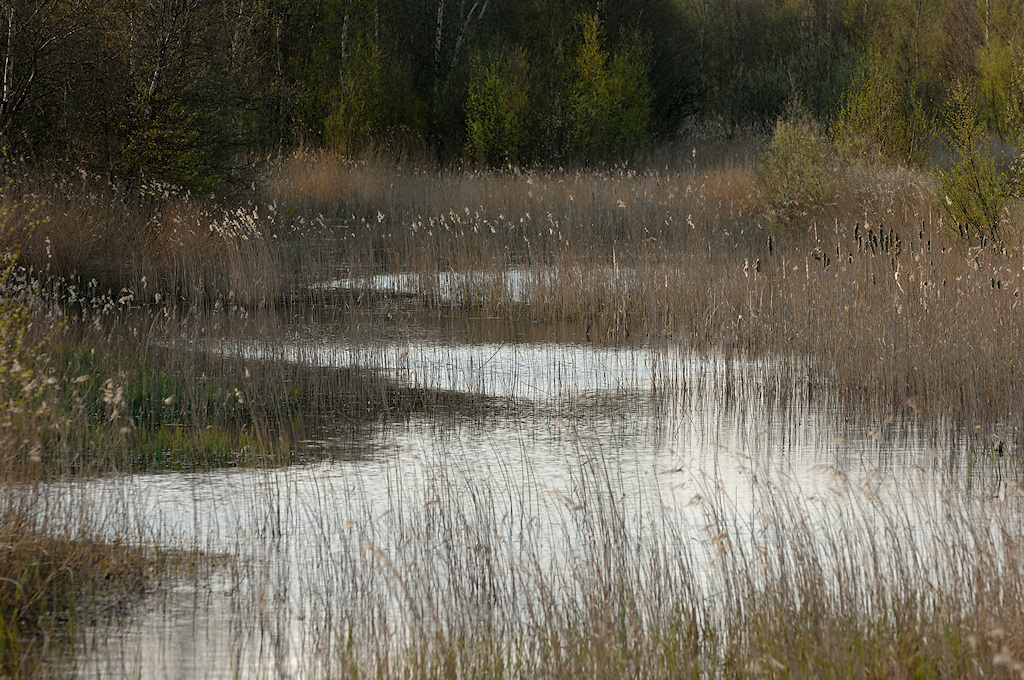 Beginnende verlanding met Riet vanaf de bodem