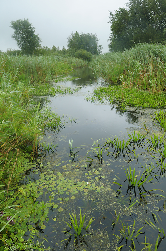Verlanding van een sloot