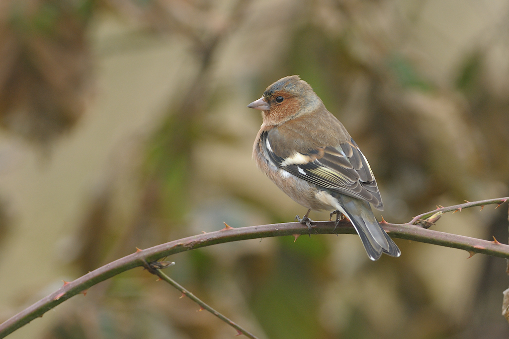 Vink, Fringilla coelebs