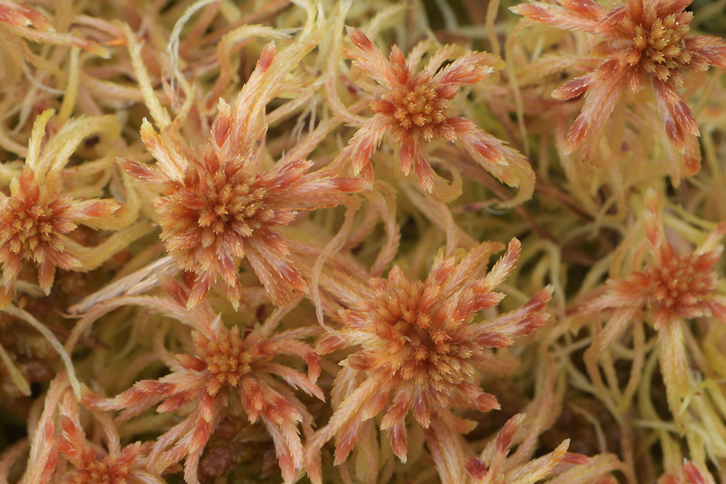 Violet veenmos, Sphagnum russowii