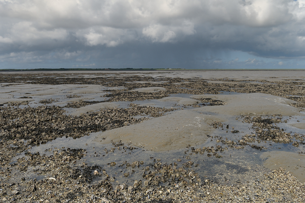 Japanse Oesters op de Molenplaat bij Ameland
