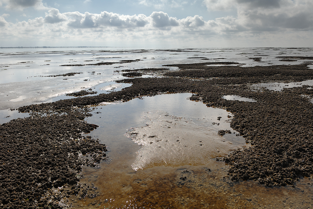 Mosselbanken op de bodem van de Waddenzee