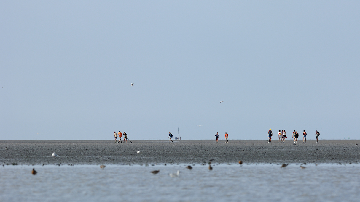 Wadlopen bij Peazens