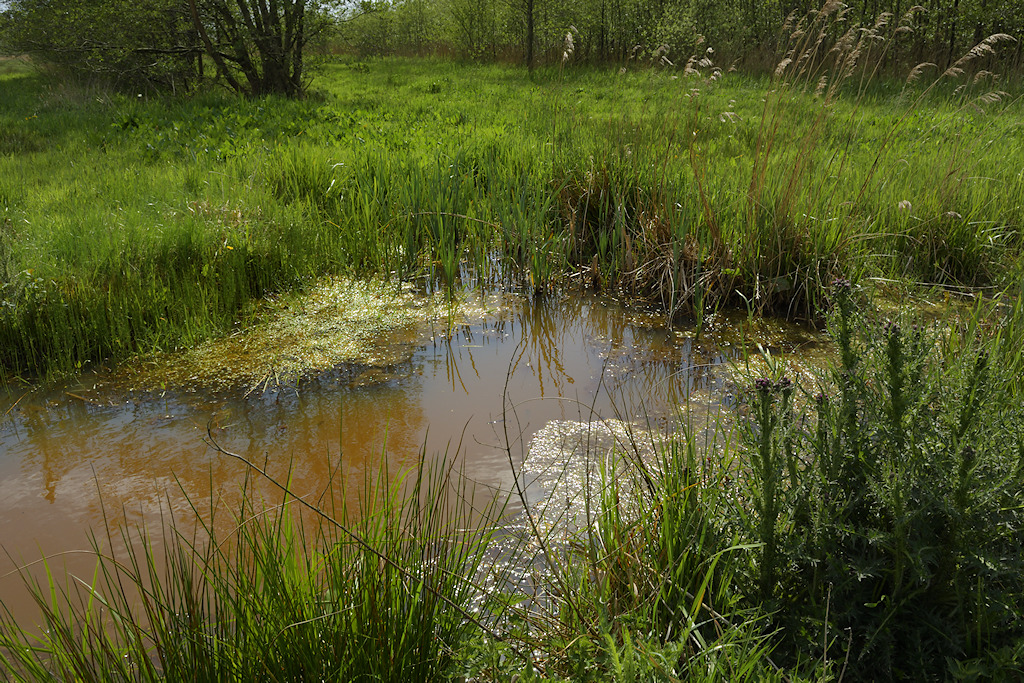 Kwel in de W�ldmieden