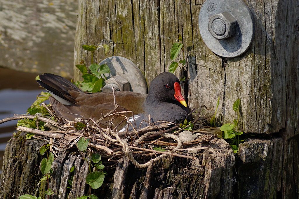 Broedende Waterhoen, Gallinula chloropus, op dukdalf