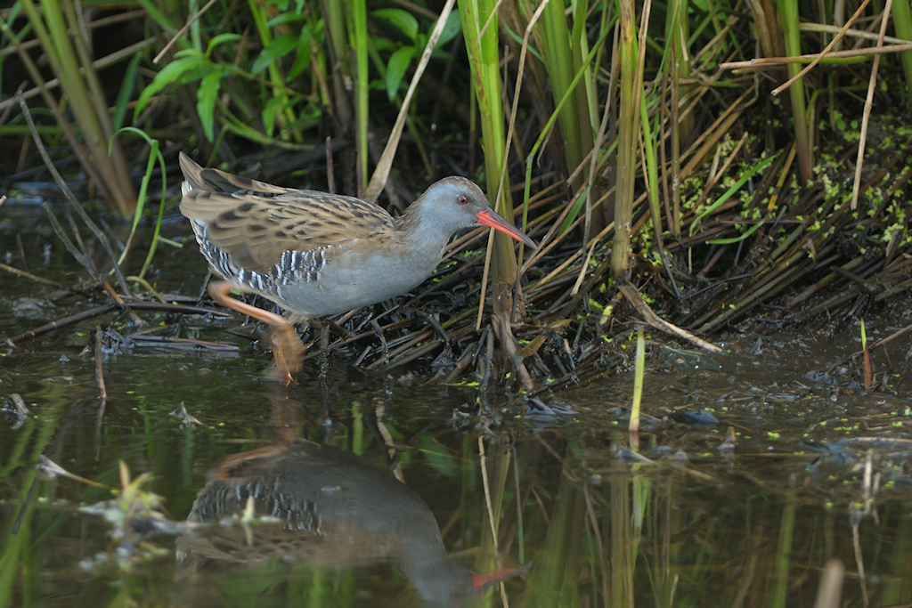 Waterral, Rallus aquaticus