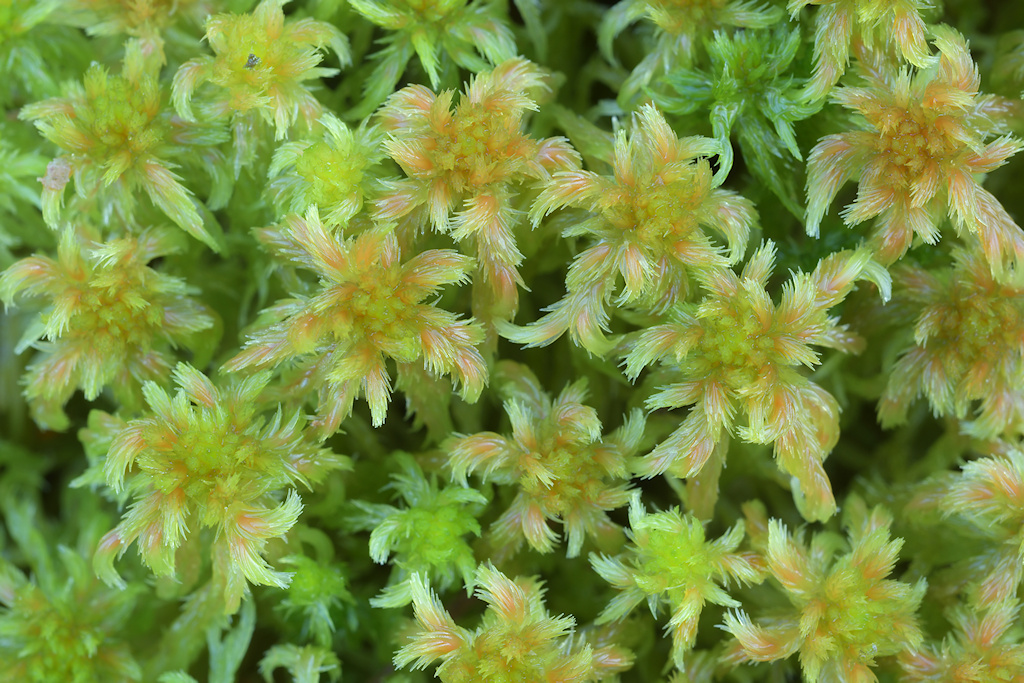 Waterveenmos, Sphagnum cuspidatum - droge vorm