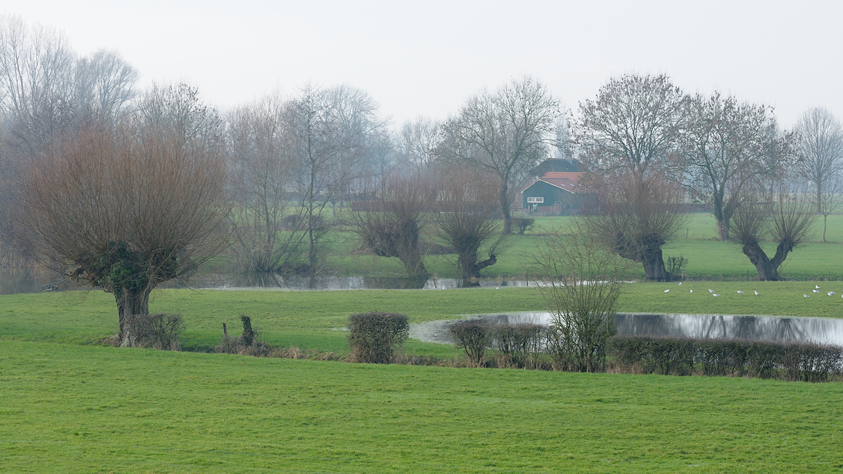 Knotwilgen in het landschap van het Welsumerveld